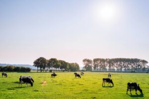 Bild på kor för att symbolisera biogasproduktion